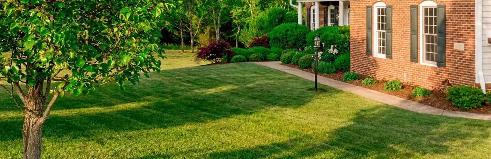 Front lawn with green grass