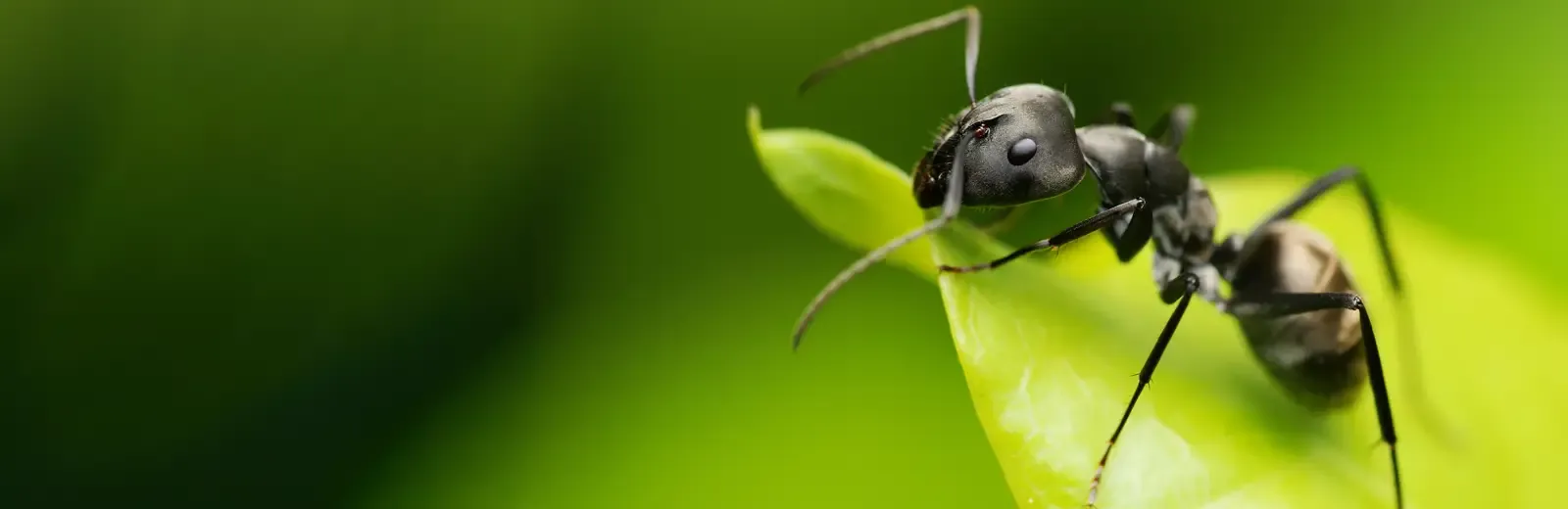 ant on a leaf