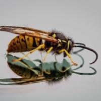 cicada wasp