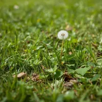 ground ivy and dandelions in a green lawn