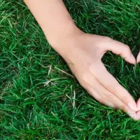 Lawn renovation and repair