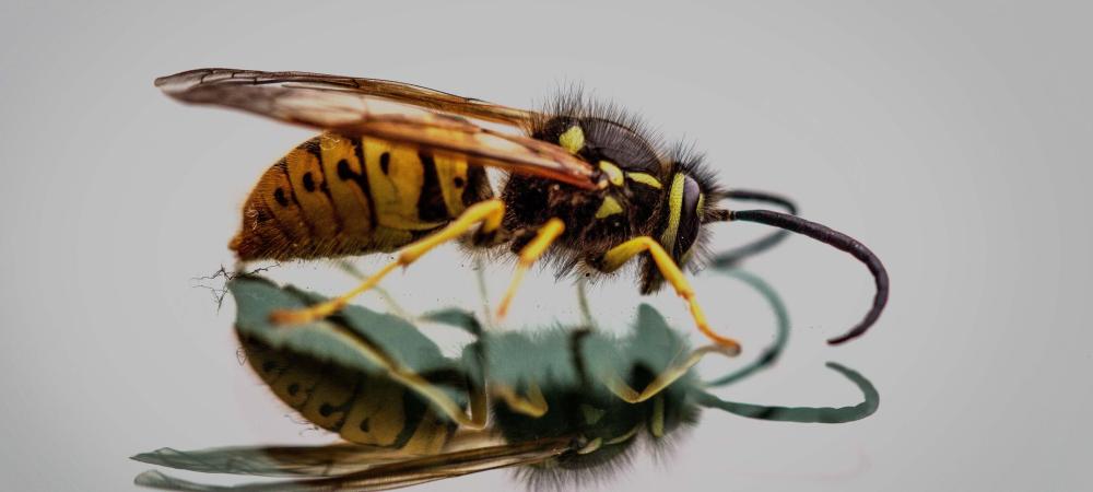 cicada wasp