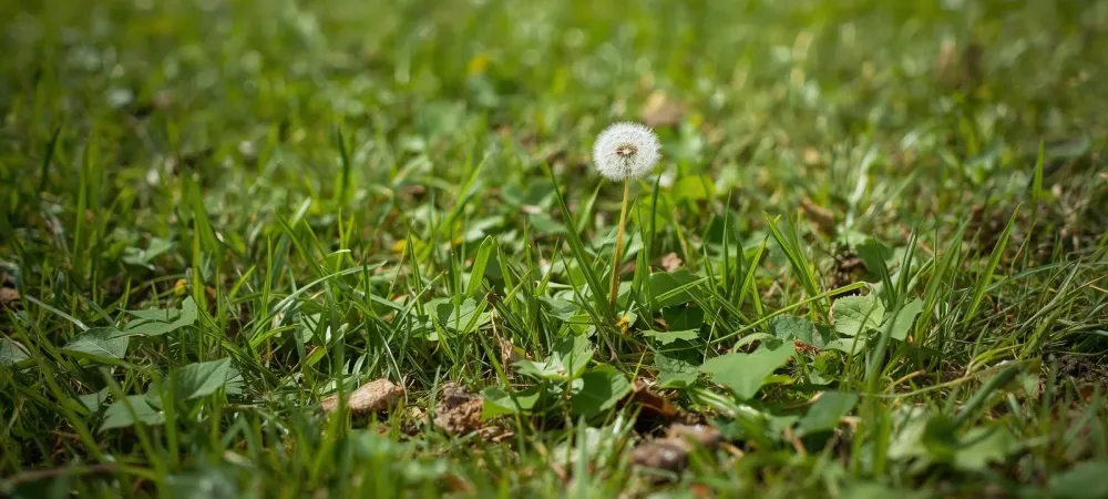 ground ivy and dandelions in a green lawn