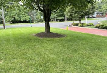 lawn