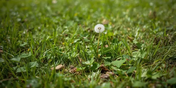 ground ivy and dandelions in a green lawn