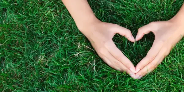 Lawn renovation and repair