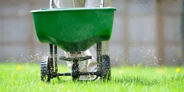 seeding lawn