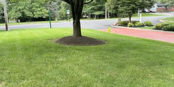 lawn